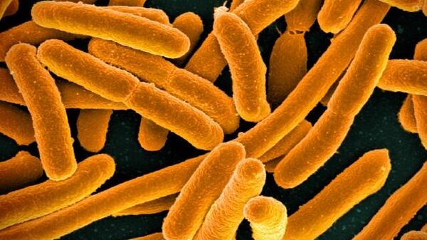 Колония Escherichia coli под микроскопом