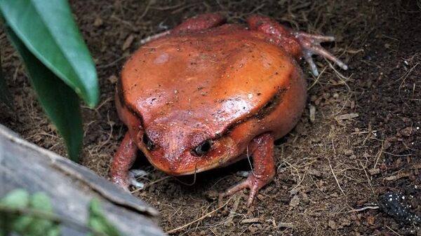 Лягушка-помидор в Тропическом дождевом лесу Приморского океанариума