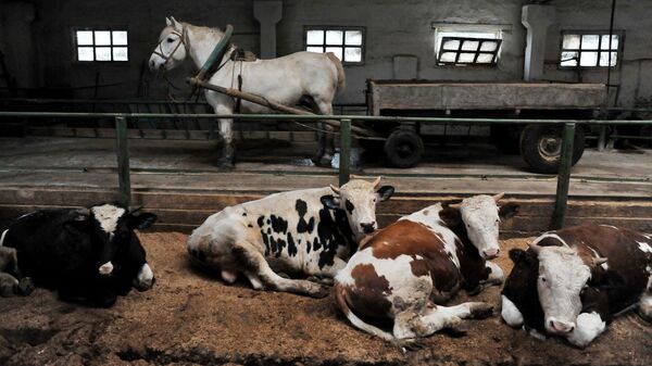 Лошадь для подвоза корма быкам в животноводческом комплексе в Донском отделении АО Племзавод Пригородный в Тамбовском районе
