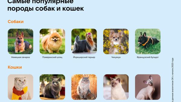 Одноклассники назвали самых популярных животных у россиян