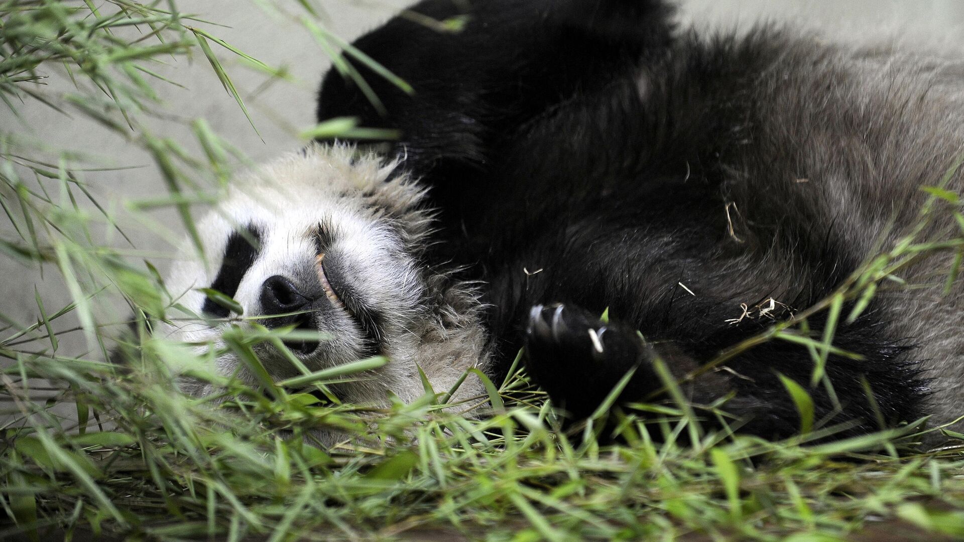 Самка гигантской панды Тянь-Тянь в Эдинбургском зоопарке - РИА Новости, 1920, 01.12.2023