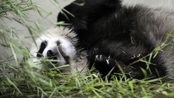 Самка гигантской панды Тянь-Тянь в Эдинбургском зоопарке