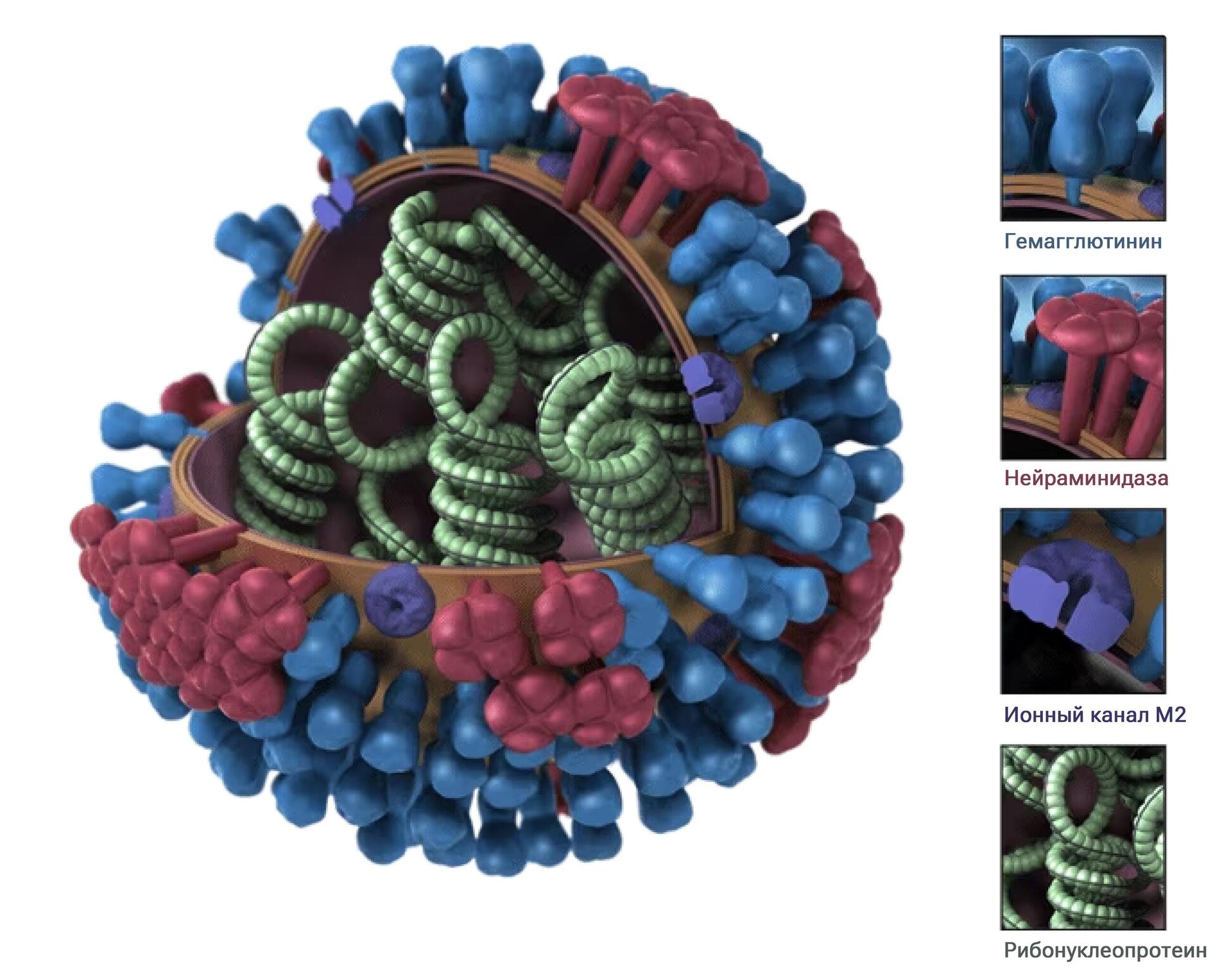 Строение вируса гриппа А - РИА Новости, 1920, 01.12.2023