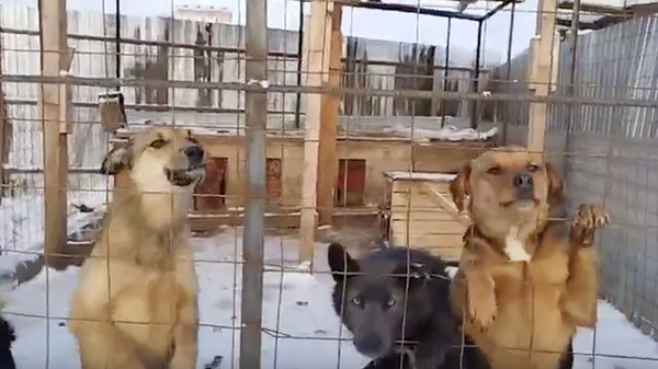 Приют для собак в Якутске