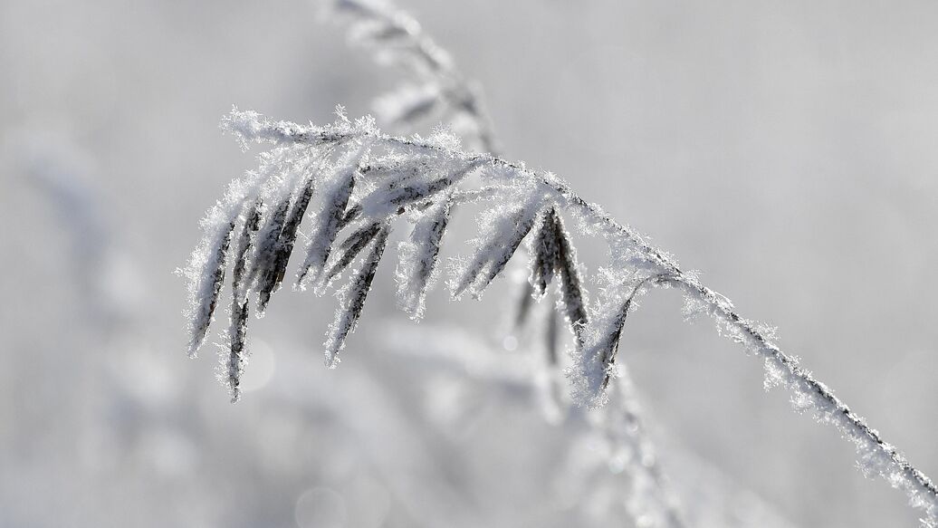 Жителей Подмосковья предупредили о заморозках