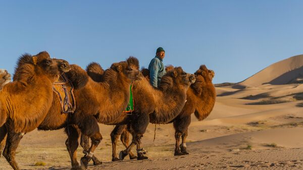 Монгольский мужчина ведет караван двугорбых верблюдов в пустыне Гоби