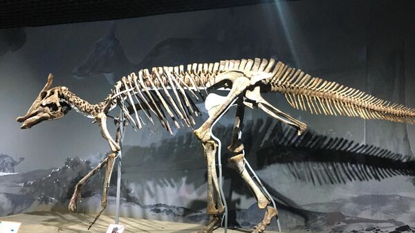 Скелет травоядного гадрозавра из музея естествознания в Улан-Баторе