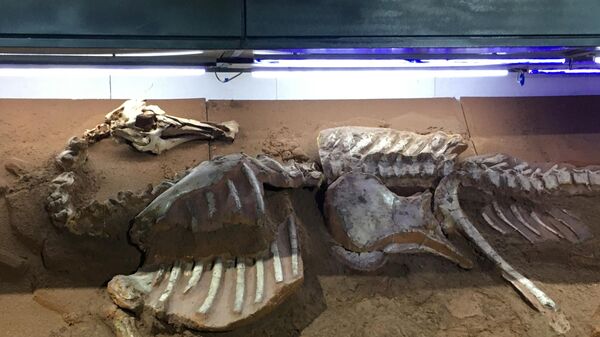 Скелет динозавра — бактрозавра. Экспонат музея естествознания в Улан-Баторе