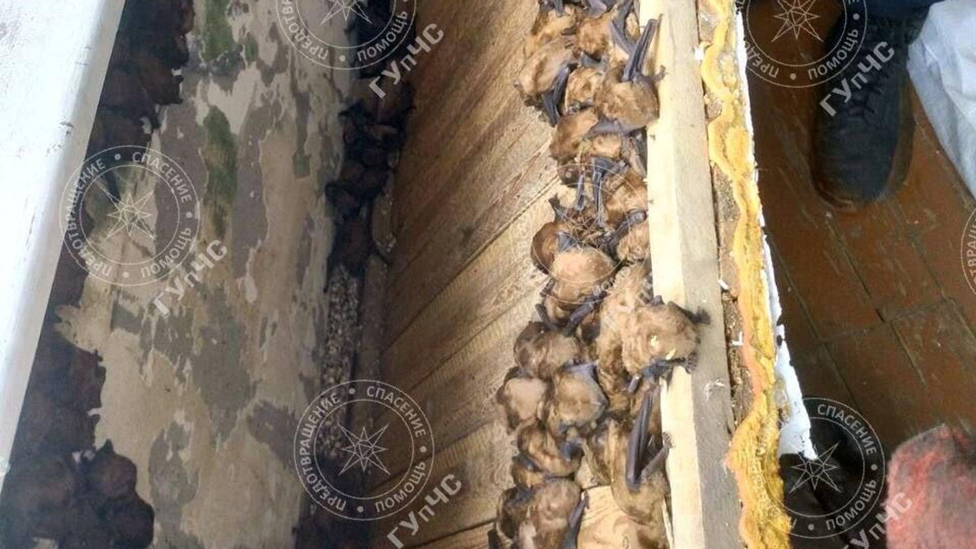 Летучие мыши, обнаруженные в квартире одного из спальных районов Бендер - РИА Новости, 1920, 06.12.2023