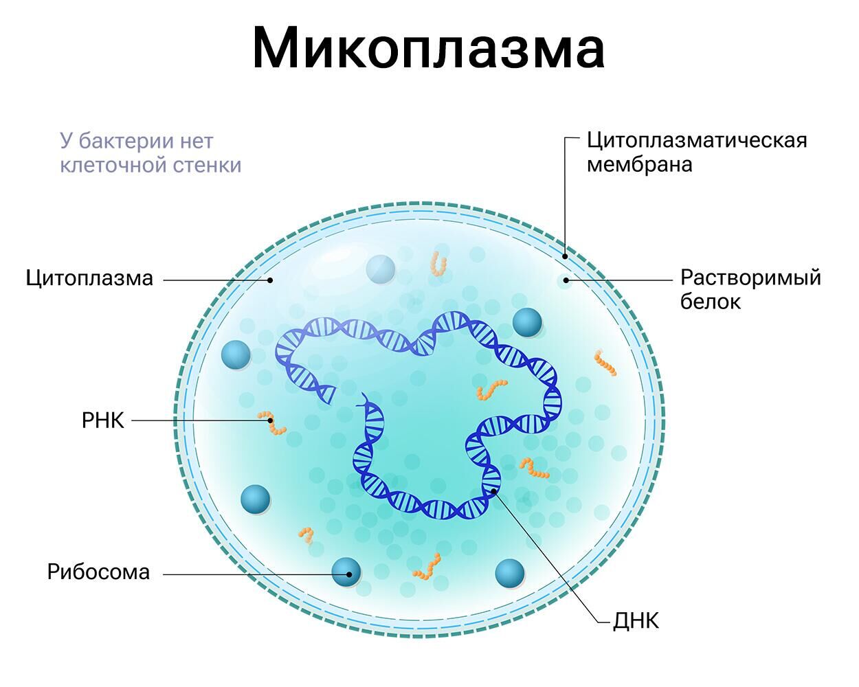 Микоплазма - РИА Новости, 1920, 06.12.2023