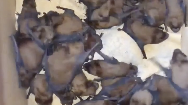 Летучие мыши, обнаруженные в квартире одного из домов в Ростове-на-Дону