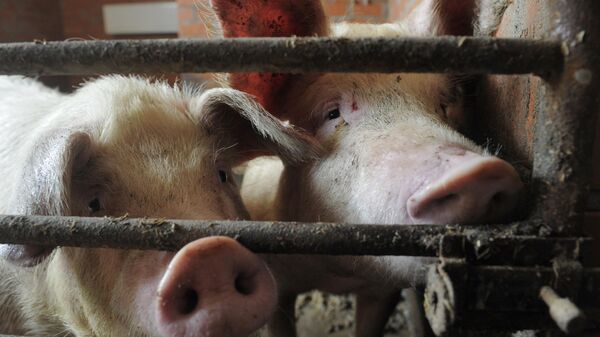 Свиньи в помещении для скота на ферме. Архивное фото