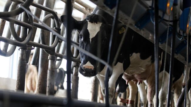 Корова на ферме Корова на ферме