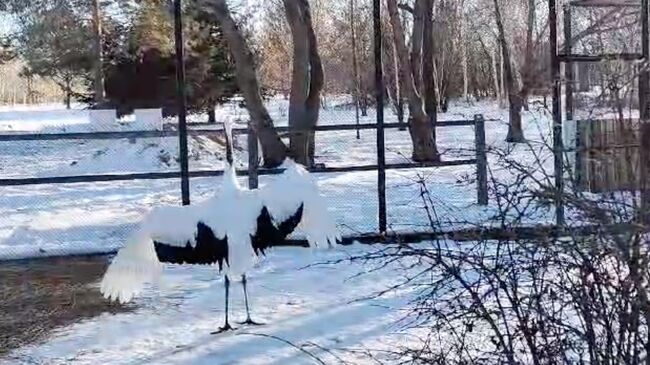 Вольер с японскими журавлями в Муравьевском парке в Амурской области