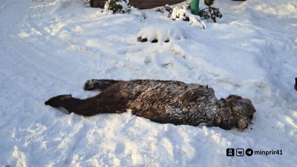 Медведь-шатун, который был отстрелян в Усть-Камчатском районе