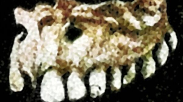 Человеческая челюсть с отверстием для подвешивания из погребений Андреевского кургана в Мордовии 