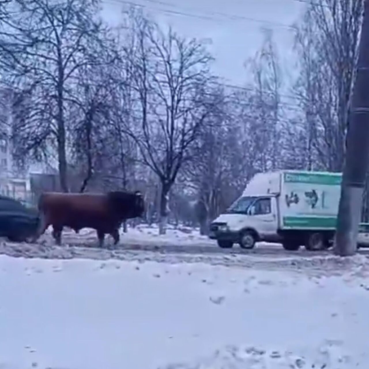 Орловские полицейские поймали быка, бегавшего по проезжей части - РИА  Новости, 08.12.2023