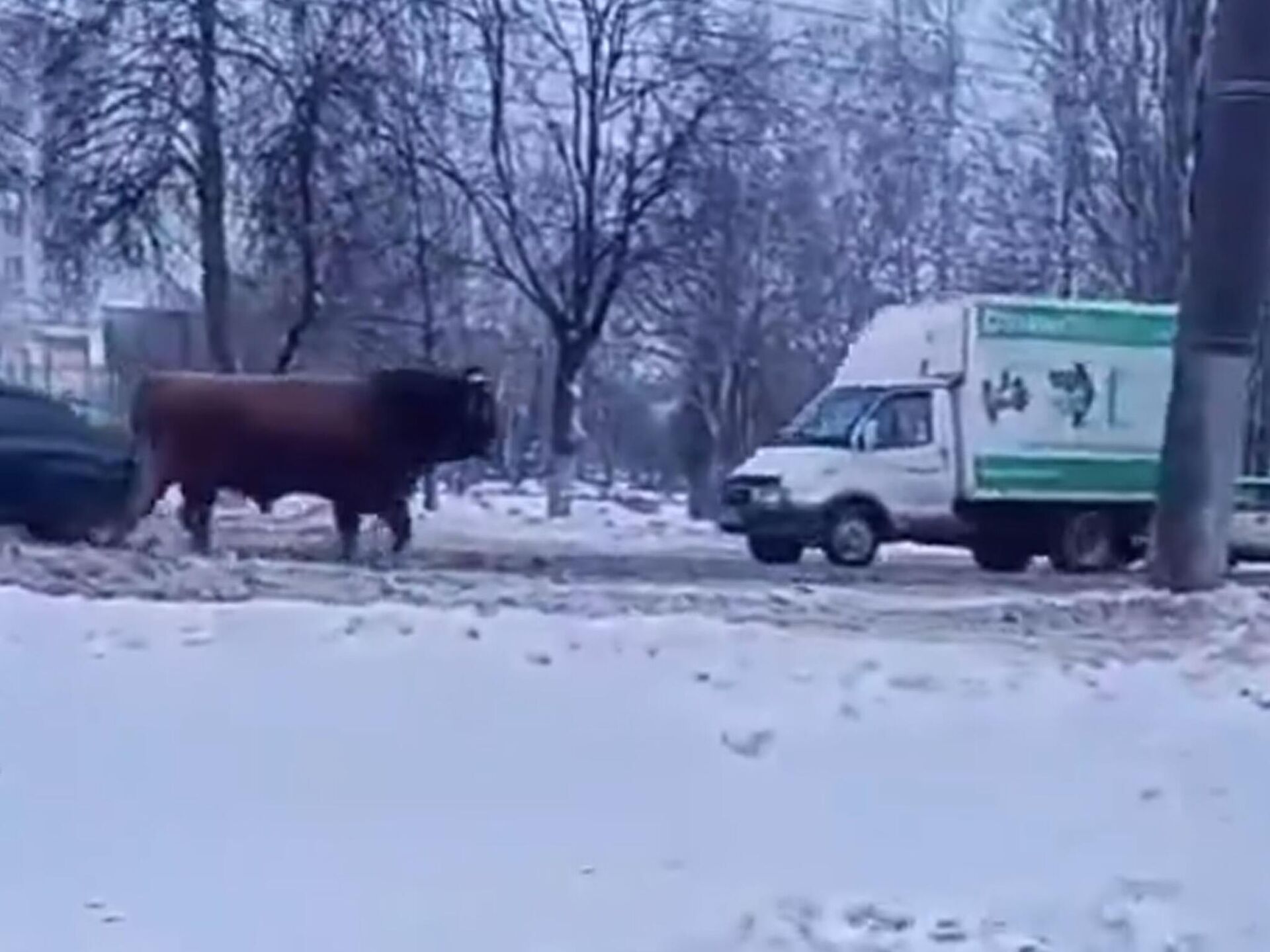 Орловские полицейские поймали быка, бегавшего по проезжей части - РИА  Новости, 08.12.2023