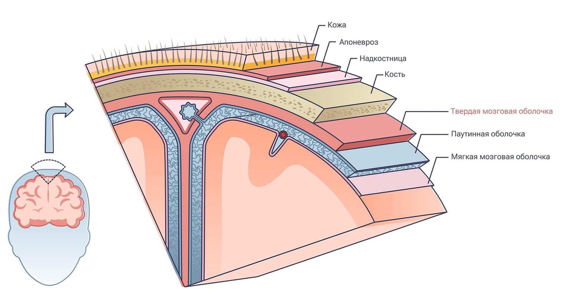 Твердая мозговая оболочка - РИА Новости, 1920, 11.12.2023