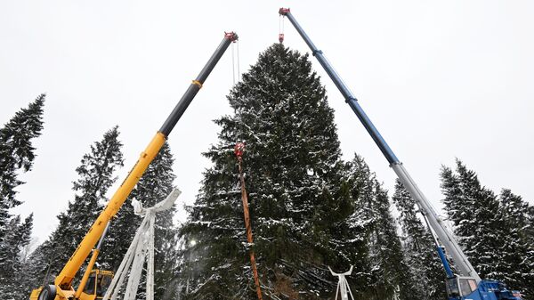 Рубка главной новогодней елки в городском округе Щелково Московской области