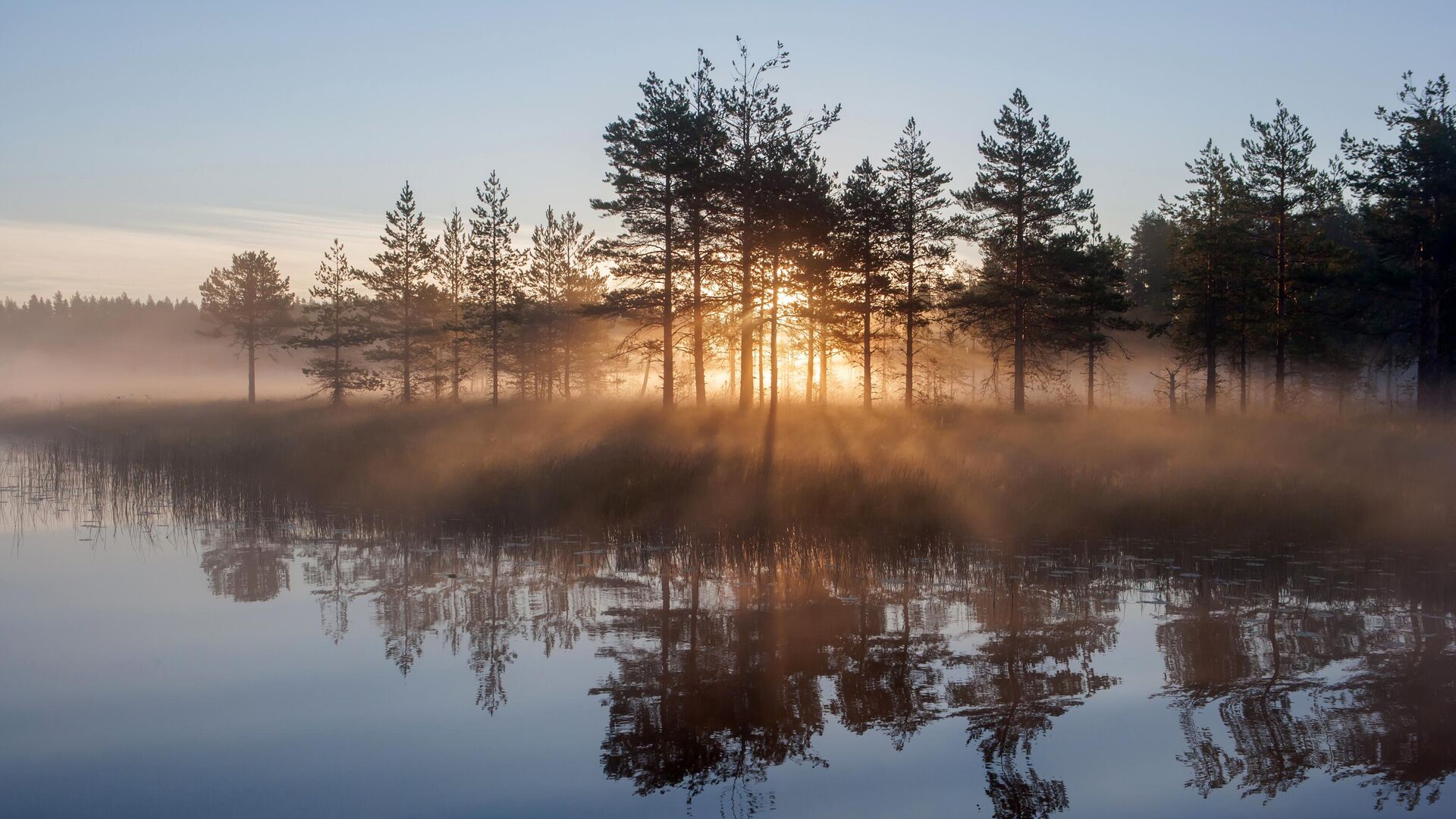 Солнце просвечивает сквозь деревья утром на лесном озере в Республике Карелия - РИА Новости, 1920, 04.02.2024
