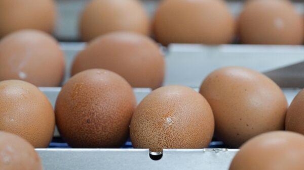 Куриные яйца в России за неделю подорожали почти на четыре процента