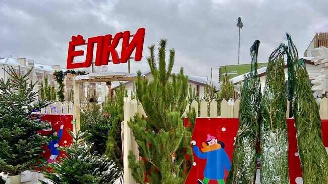 Первый елочный базар открылся в Королеве