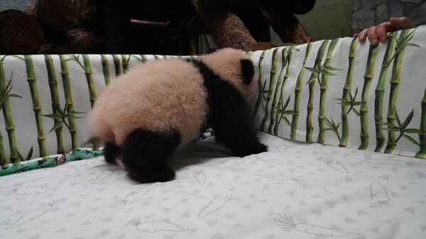 Маленькая панда из Московского зоопарка
