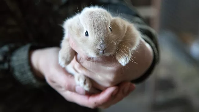 Маленький кролик
