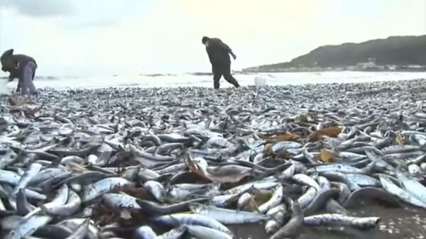 Кадр из видео с выброшенной к берегу Японии рыбой