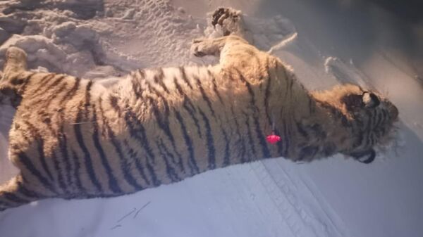 Амурский тигр, отловленный и отправленный на обследование в центр реабилитации в Приморье