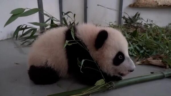Первые шаги маленькой панды в Московском зоопарке