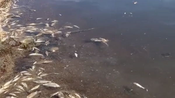 Территория реки Большой Мырчан в месте впадения в озеро Чля, где произошло массовое отравление рыбы ядовитыми веществами в Хабаровском крае