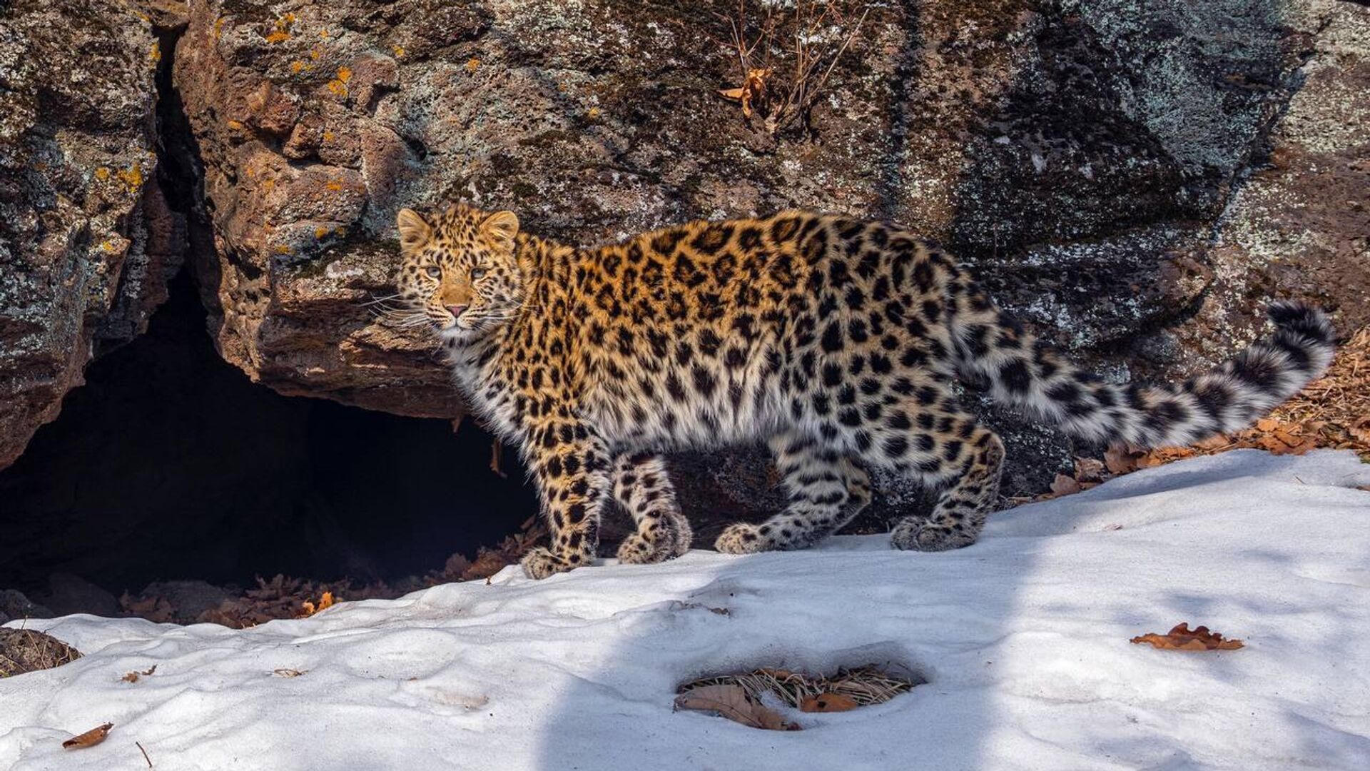  Котенок редкого дальневосточного леопарда в нацпарке Земля леопарда в Приморье - РИА Новости, 1920, 22.12.2023