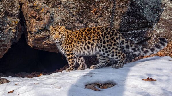  Котенок редкого дальневосточного леопарда в нацпарке Земля леопарда в Приморье