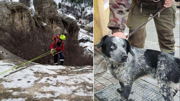 Сотрудники МЧС Крыма спасли собаку, упавшую в ущелье