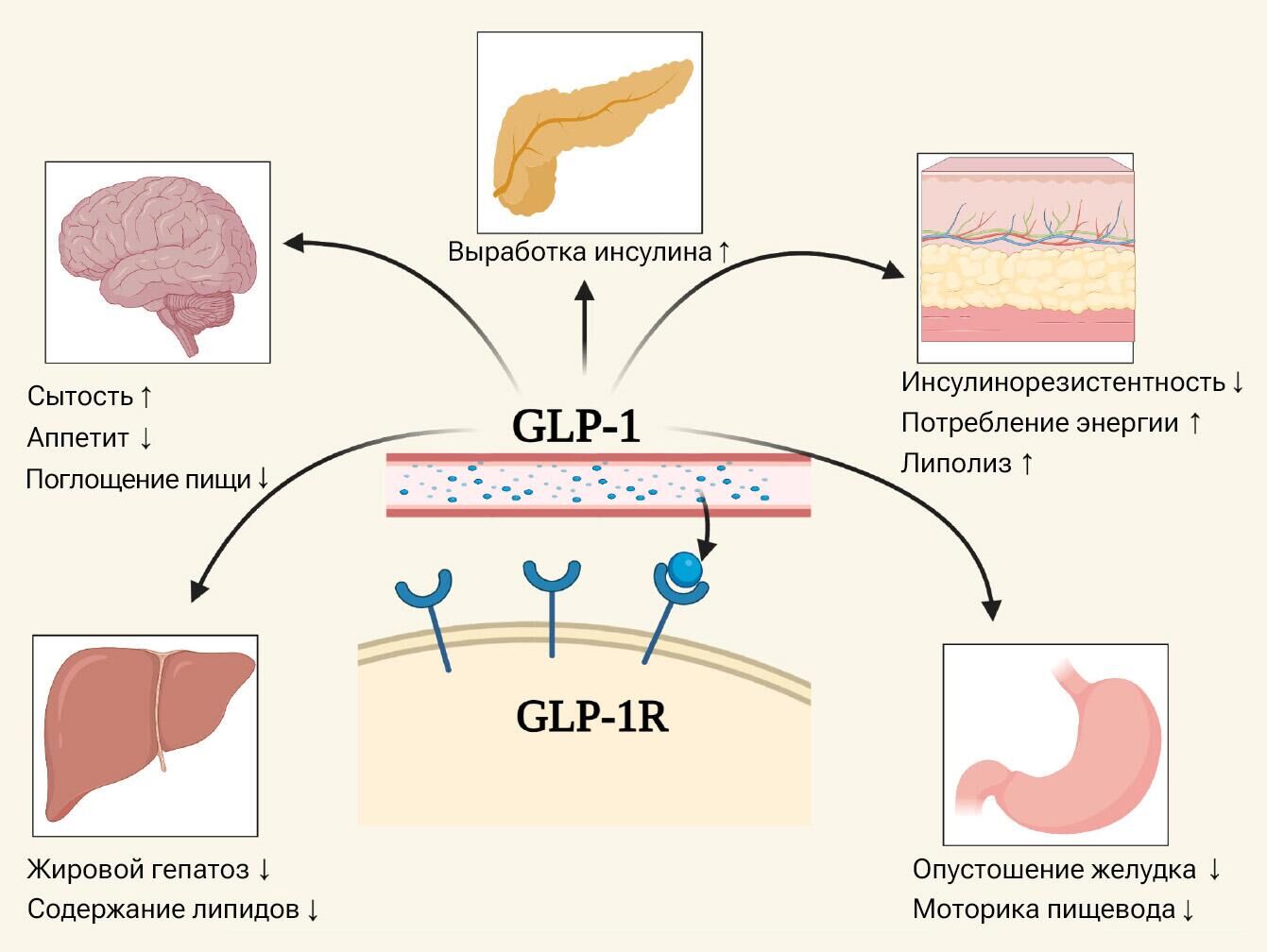 Рецепторы ГПП-1 - РИА Новости, 1920, 27.12.2023