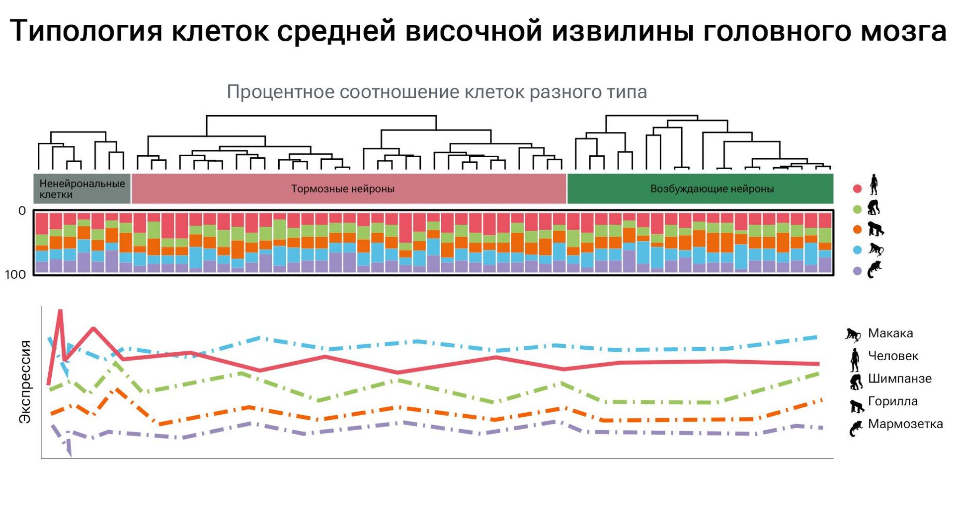 Типология клеток средней височной извилины головного мозга Типология клеток средней височной извилины головного мозга - РИА Новости, 1920, 26.12.2023
