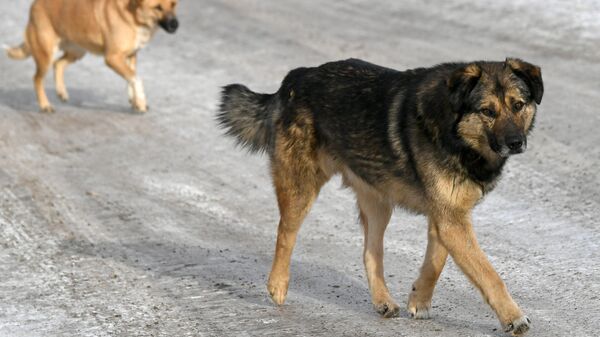 Беспризорные собаки в Красноярске