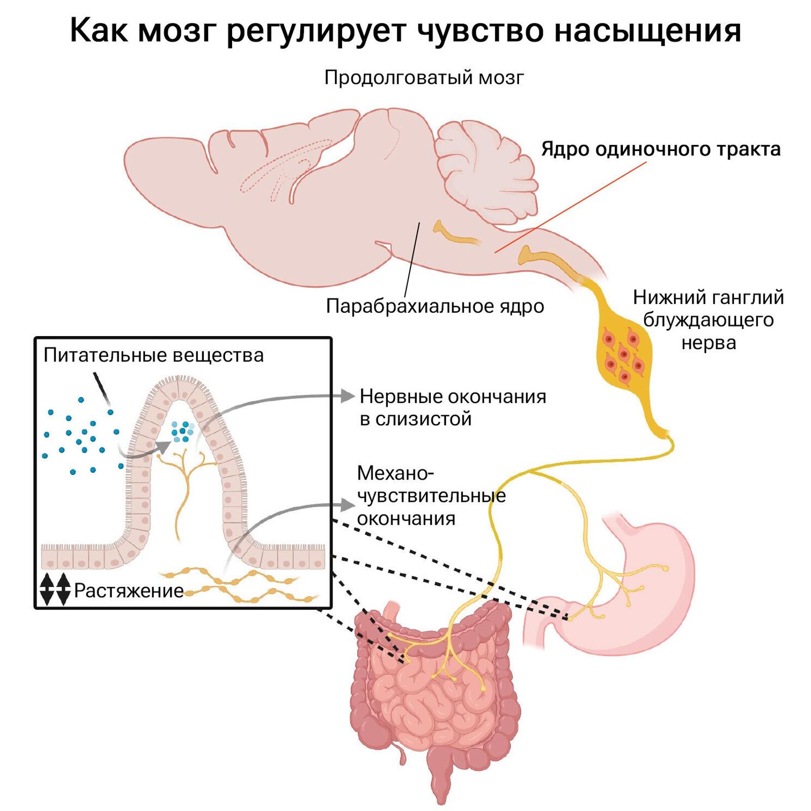 Внутренний тормоз обжорства. Названы простые способы не переедать - РИА  Новости, 18.01.2024