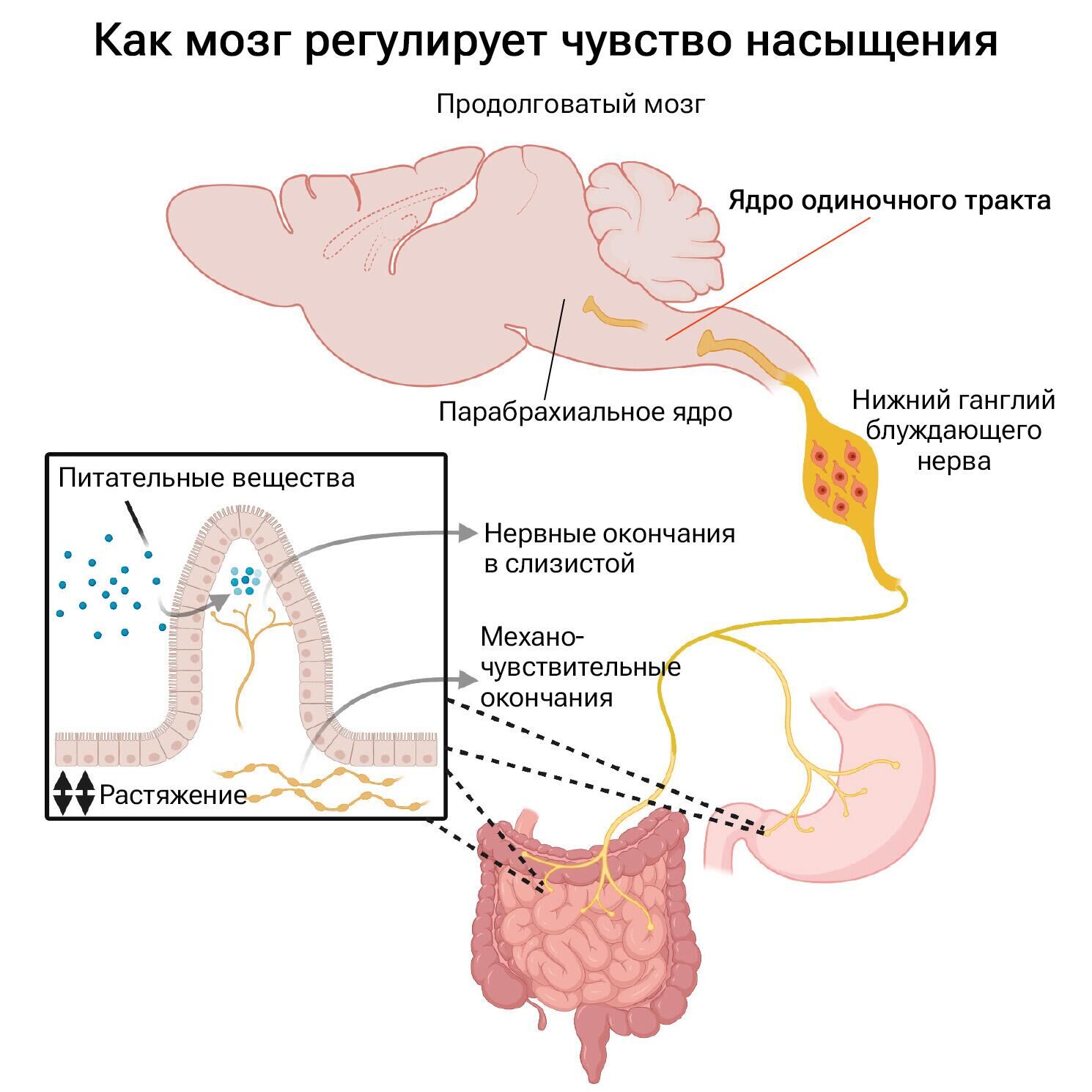 Как мозг регулирует чувство насыщения - РИА Новости, 1920, 28.12.2023