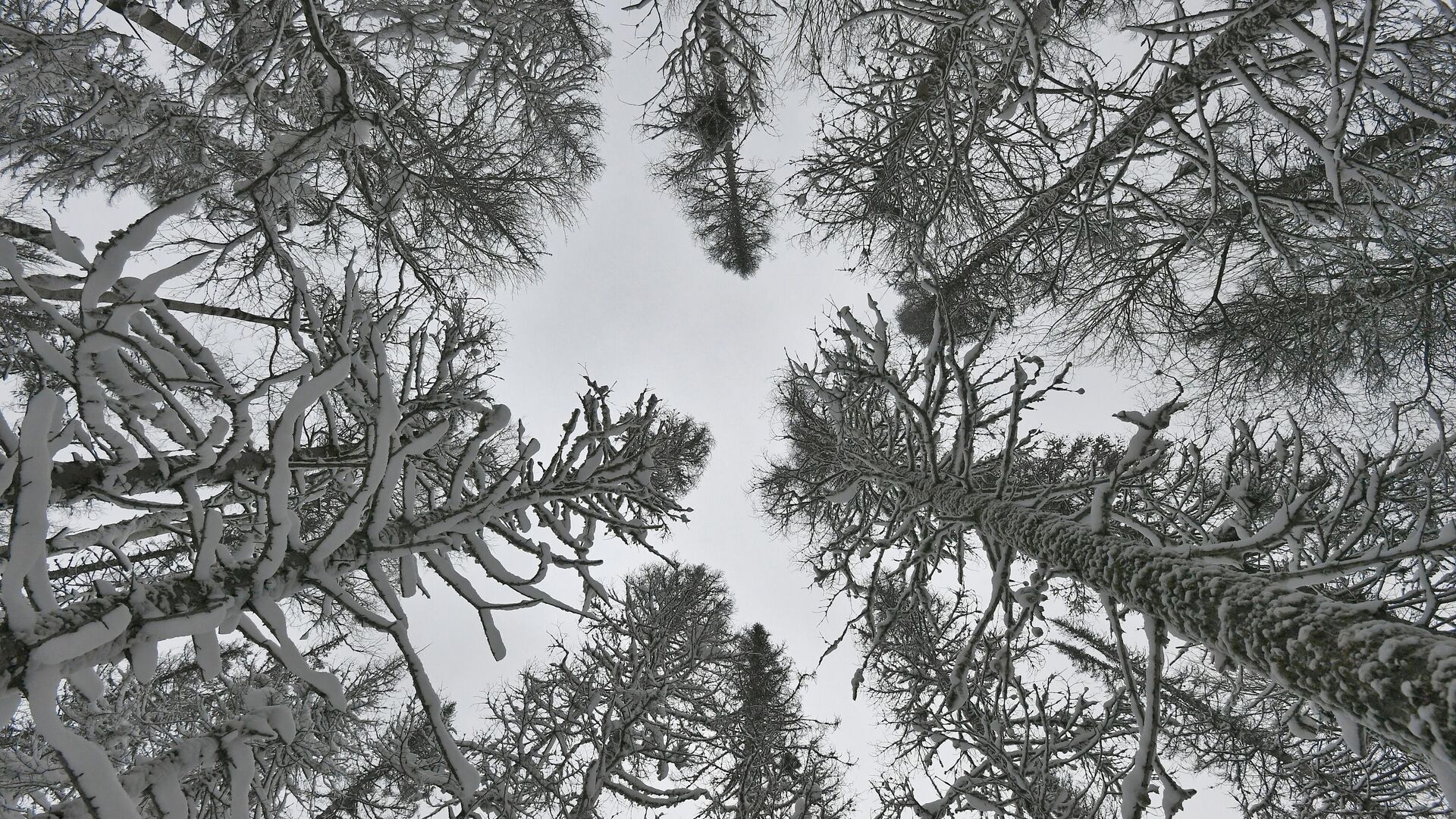 Заснеженные деревья в сибирской тайге - РИА Новости, 1920, 12.01.2024