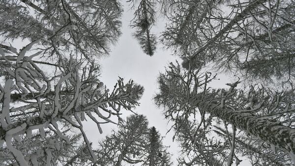 Заснеженные деревья в сибирской тайге на территории национального парка Столбы в Красноярском крае