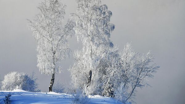 Покрытые снегом и инеем деревья на берегу Енисея