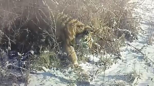 Тигр, отловленный в Черниговском районе Приморья