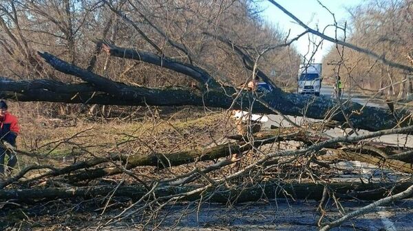 Дерево, упавшее на проезжую часть из-за сильного ветра на автодороге Курская - Горнозаводское в Ставропольском крае