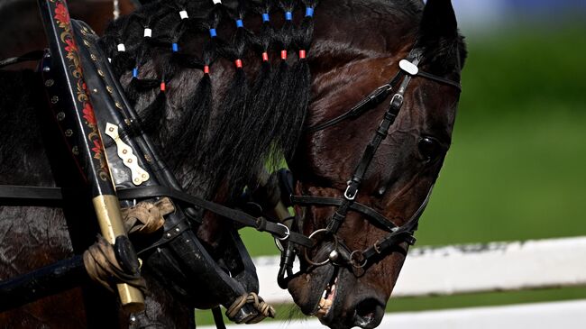 Заезды русских троек на Московском ипподроме
