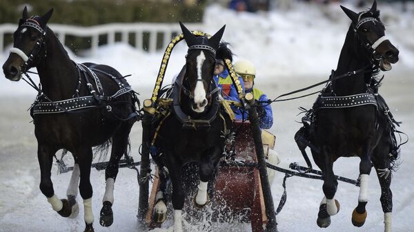 Тройка лошадей во время выступления на турнире в Москве