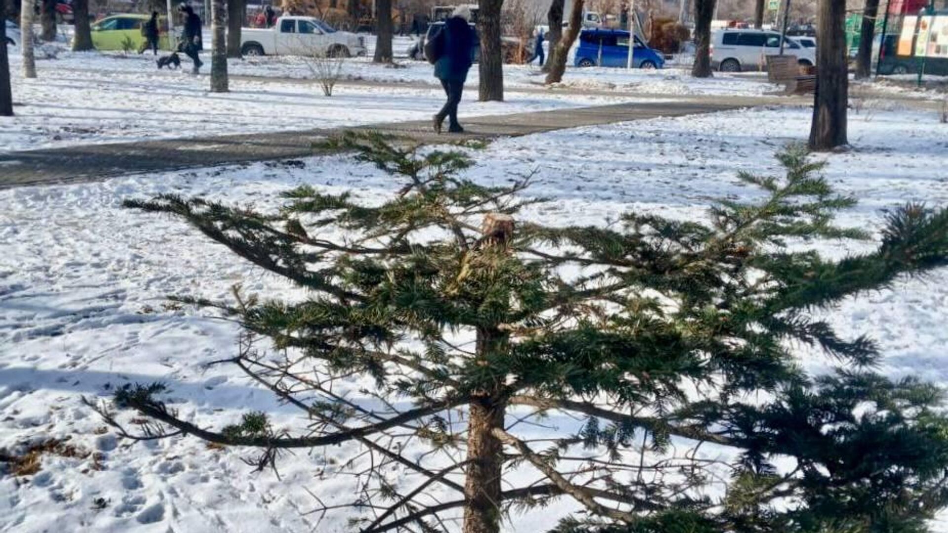 Основание пихты, спиленной неизвестным в сквере во Владивостоке. 28 декабря 2023 - РИА Новости, 1920, 29.12.2023