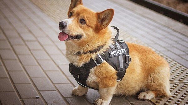 Полицейская собака породы корги по кличке Рыжий